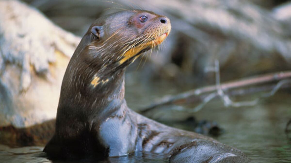 El proyecto comenzó en 2017 y es el primero que intenta reintroducir un mamífero extinto en Argentina (Frank Hajek)