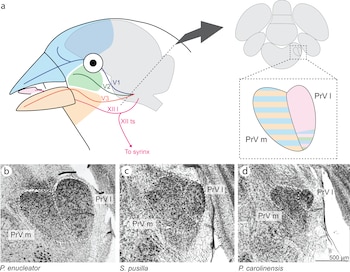 Diagrama de cabeza de ave con vías neurales, diagrama cerebral PrV m y PrV l, y tres micrografías de cerebros de aves P. enucleator, S. pusilla y P. carolinensis
