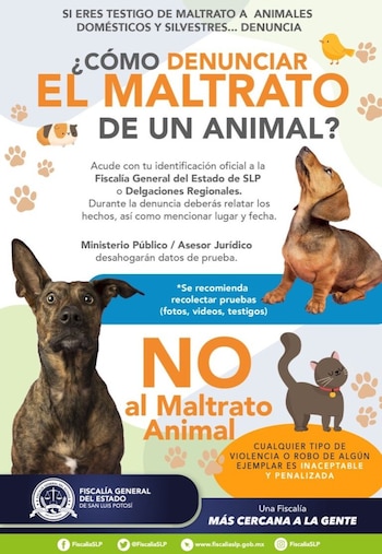 Mueren 12 de los perros