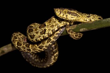 Bothrops punctatus - Chocoan Lancehead