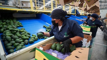 Crisis agrícola en Michoacán: Gobierno de México condona deudas a cientos de mujeres productoras del campo
