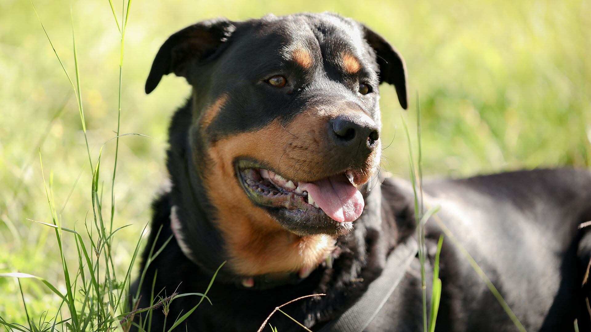 Un perro rottweiler atacó a un nene en Córdoba (Freepik)