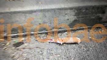 Un cuchillo con manchas rojas sobre el asfalto cerca del cordón de la vereda