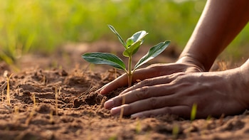 La agricultura de Nicaragua acumula tres años de contracción y pierde peso en el Producto Interno Bruto nacional