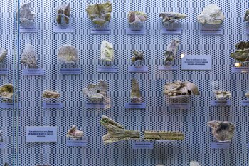 La riqueza geológica y paleontológica
