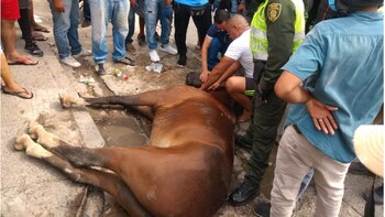 Caballo muere deshidratado en Cartagena