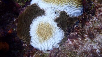 Esta es la grave enfermedad