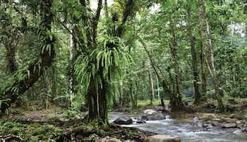 El microhábitat en el que