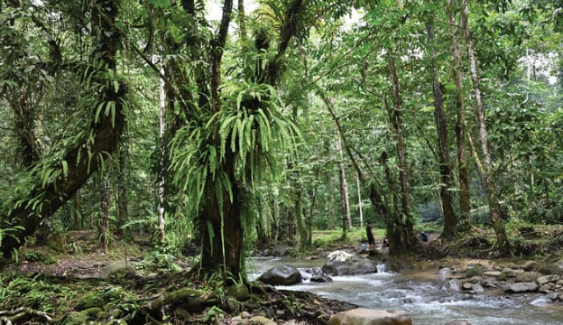 El microhábitat en el que prospera se encuentra delimitado por factores hídricos y la presencia humana constante (Siti-Munirah MY y Mohd Faizal)