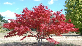 Cinco árboles ideales para el jardín: sombra y raíces poco invasivas para el verano