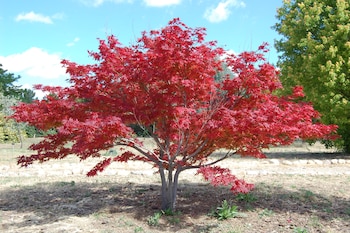 El follaje del arce japonés cambia de color entre la primavera y el otoño, realzando el paisaje.
