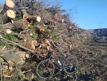 Árboles talados en Mejorada del