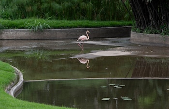 Un flamenco caribeño (Phoenicopterus ruber)