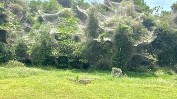 Las impresionantes telarañas kilométricas que
