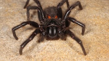 Los secretos del veneno variable