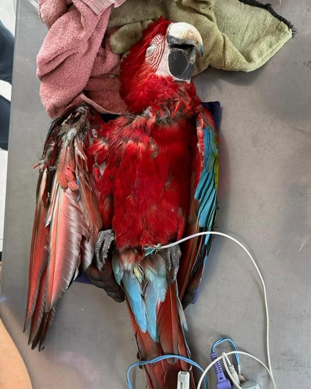 El ave, símbolo de la restauración ecológica en el Iberá, fue abatida con una gomera tras recorrer más de 350 kilómetros (Fundación Rewilding Argentina)