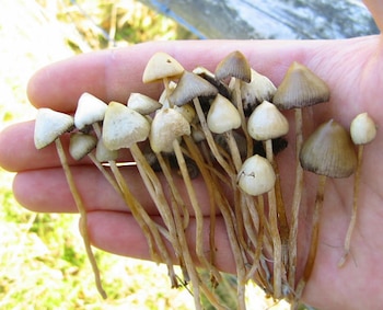 Hongos mágicos, Ciencia, Salud