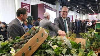 Reconocen al oro verde: IMPI otorga medidas a favor del Aguacate Franja Michoacán