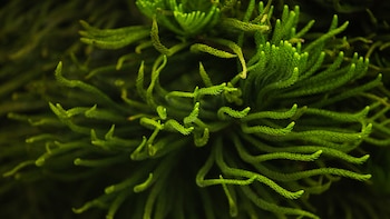 Microalgas