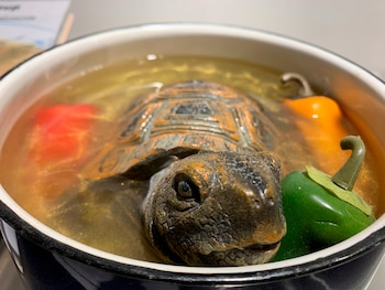 Sopa de tortuga (China) expuesta