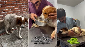 Perro en México lucha por