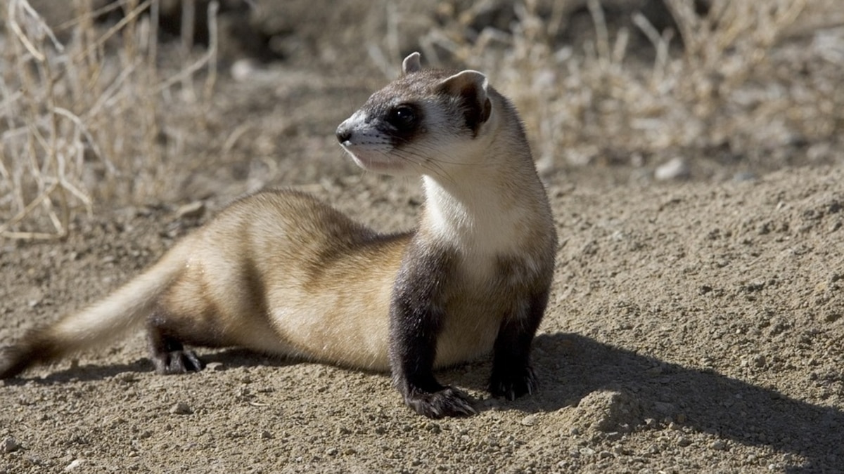 Imagen de la noticia: El rescate que tardó 40 años: el animal que Estados Unidos salvó de la extinción volvió a desaparecer