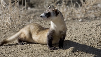 El rescate que tardó 40 años: el animal que Estados Unidos salvó de la extinción volvió a desaparecer