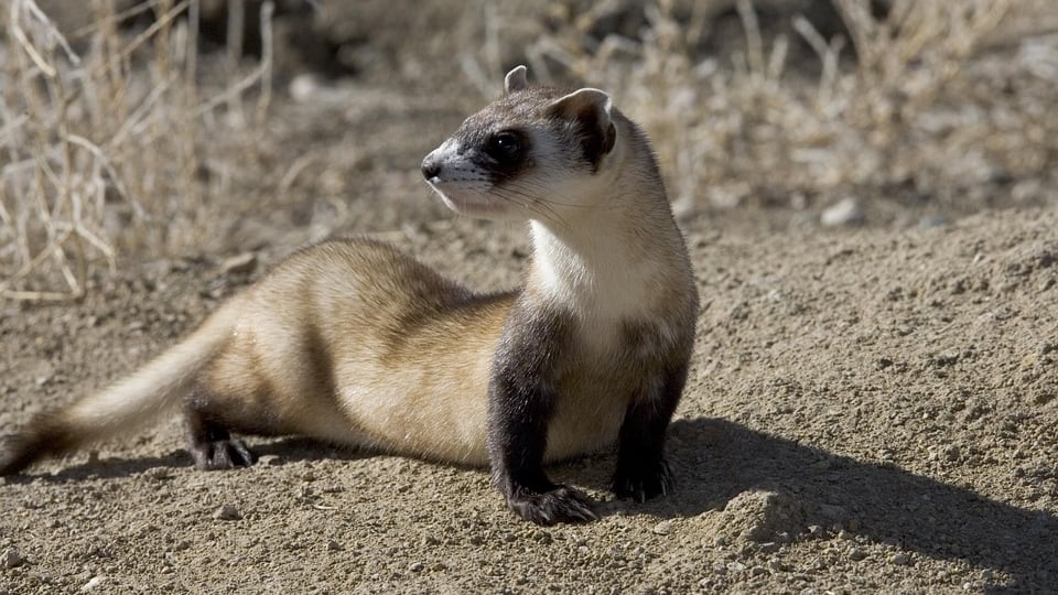 Hurón de patas negras podría haber desaparecido otra vez en Wyoming
