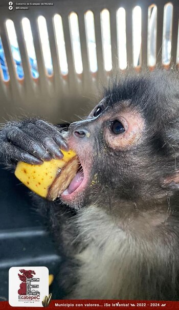 El ejemplar rescatado es una