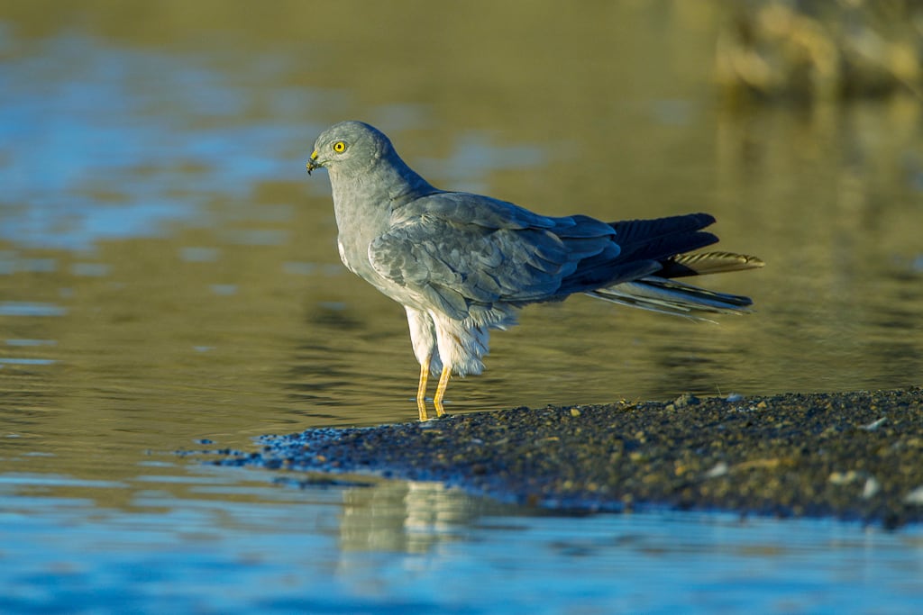 Ejemplar de aguilucho cenizo. (Francesco Veronesi/Wikimedia Commons)