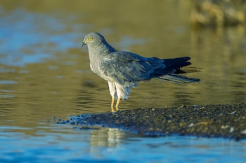 Ejemplar de aguilucho cenizo. (Francesco Veronesi/Wikimedia Commons)