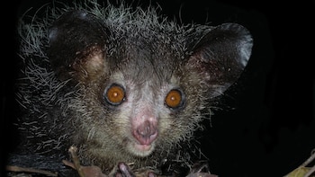 Primer plano de la cabeza de un aye-aye con ojos grandes y redondos de color ámbar, orejas grandes, y pelaje oscuro y desordenado sobre un fondo negro