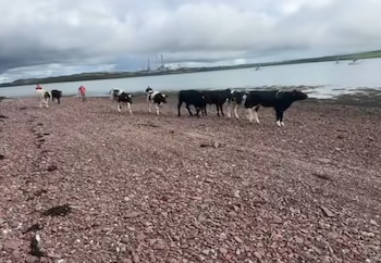 Cada vaca fue asegurada con cuerdas antes de iniciar el trayecto por mar (Facebook)