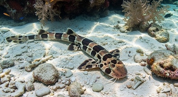 La exposición a microplásticos desde