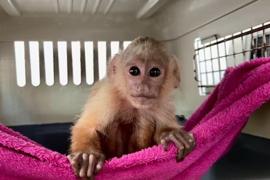 Mono cariblanco rescatado en Antioquia evidencia el impacto devastador del tráfico ilegal de fauna - crédito @Areametropol / X