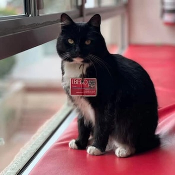 Desde las escaleras hasta las