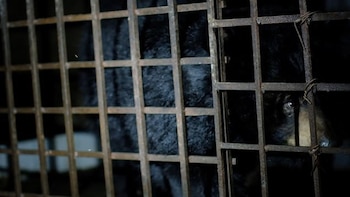 Se cree que hay unos