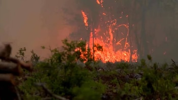 Llamas rojas y naranjas brillantes de un incendio forestal consumen árboles y vegetación, con humo denso elevándose sobre el paisaje