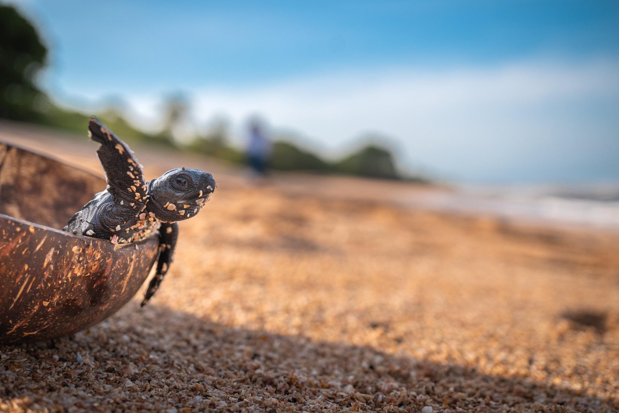 El Ministerio de Medio Ambiente de El Salvador celebra cuarto año de Misión Océano con avances en conservación marina (Cortesía: MedioAmbienteSLV)