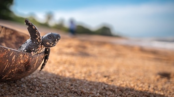 La restauración de los ecosistemas