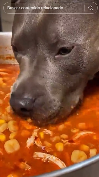 La supuesta travesura del lomito se convirtió en una de las escenas más comentadas en redes durante la celebración de Independencia. (Captura de pantalla)