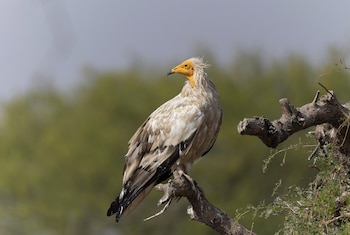 Ejemplar de alimoche común. (Tisha Mukherjee/Wikimedia Commons)