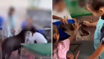 Una danta fue la sensación en un colegio de Guaviare al interrumpir la clases: el tierno momento quedó en video