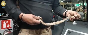 Víbora en CETRAM Pantitlán