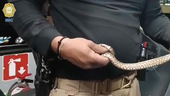 De terror: hallan víbora en un camión de la CETRAM Pantitlán