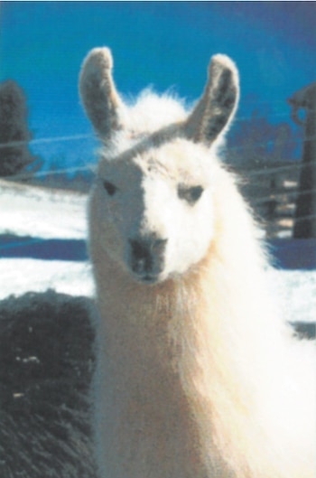 Whitetop cuando era joven y