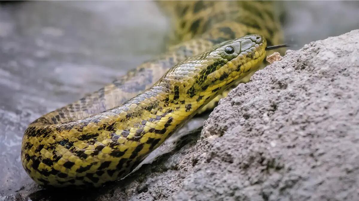 Una visita a este destino ofrece desde toboganes extremos hasta senderos ecológicos, con alternativas para grandes y pequeños - crédito Piscilago