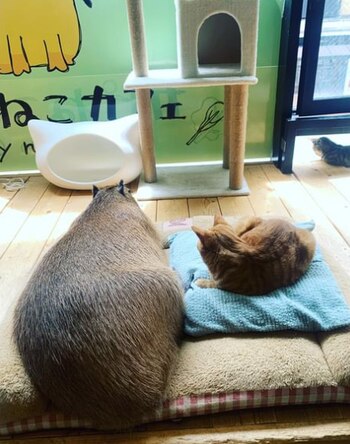 Las cafeterías con animales se