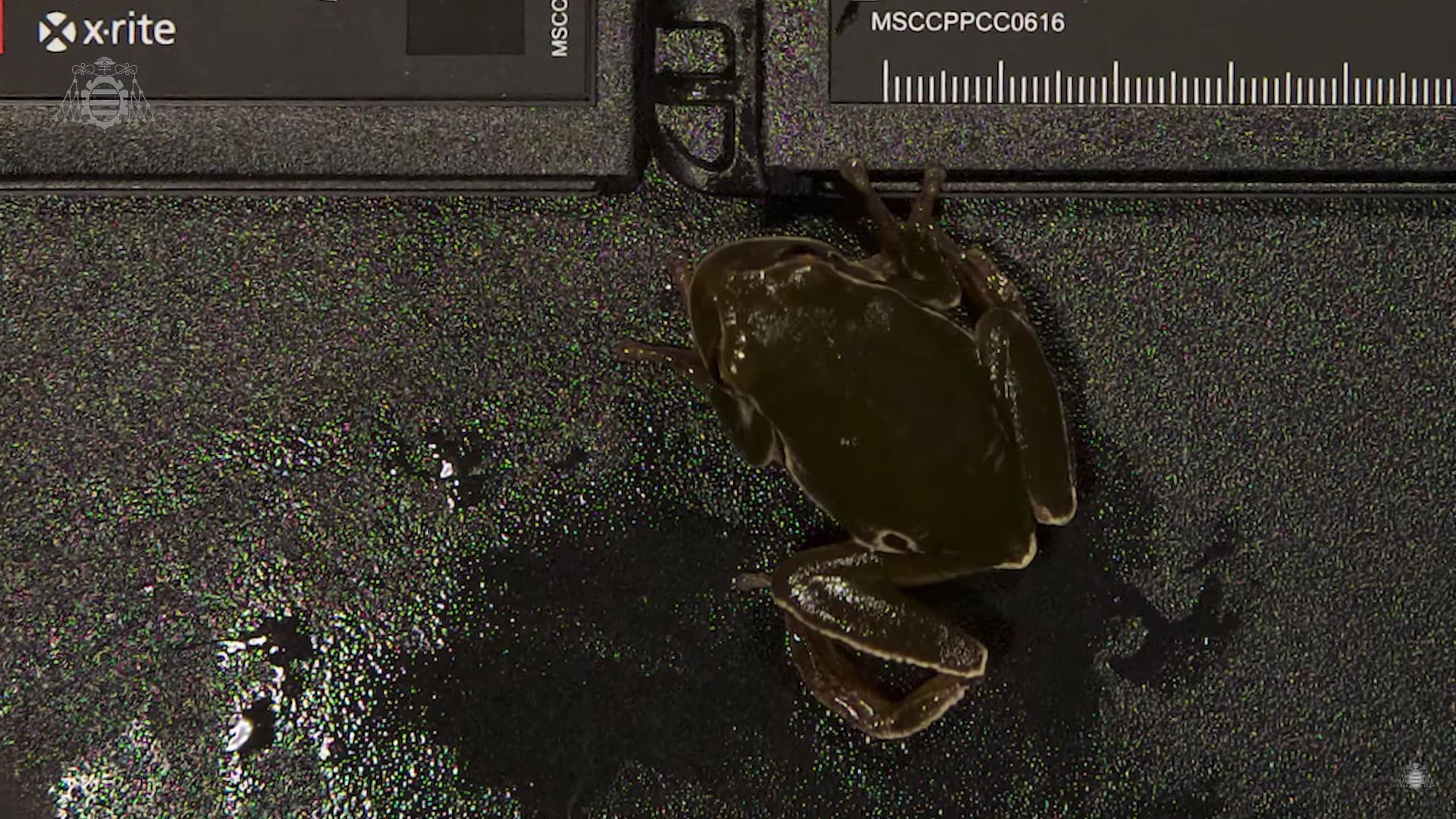 Estudio reveló que las ranas negras de Chernobyl son una muestra de la evolución (Captura de Pantalla Universidad de Oviedo)