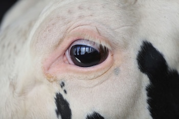 La "técnica del ojo de